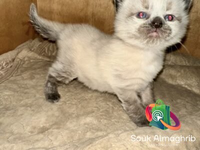 Siamois himalayenne - Chat à vendre Maroc
