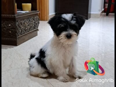 Shih tzu adorable à vendre - Petites Annonces Animaux au Maroc