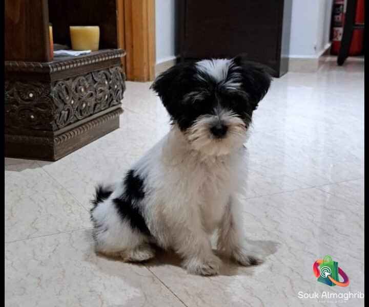 Shih tzu adorable à vendre - Petites Annonces Animaux au Maroc