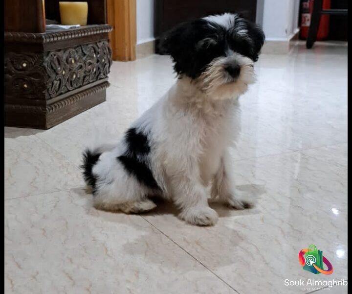 Shih tzu adorable à vendre - Petites Annonces Animaux au Maroc