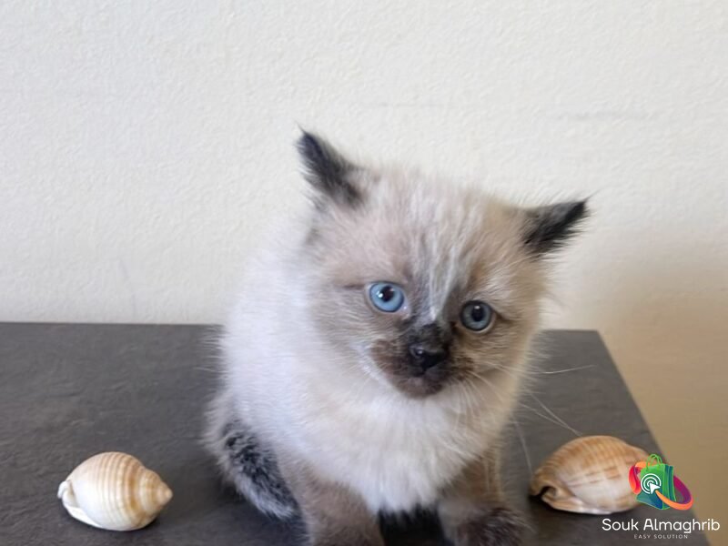 Siamois himalayenne - Chat à vendre Maroc
