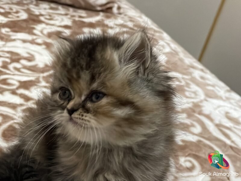 Chat persan -Chat à vendre Maroc