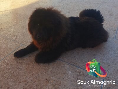 Chochow- chien à vendre Maroc