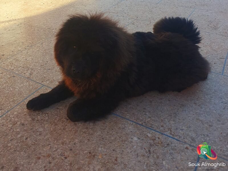 Chochow- chien à vendre Maroc