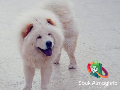 Chowchow - chien à vendre Maroc