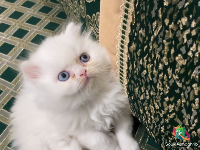 Chat persan -Chat à vendre Maroc