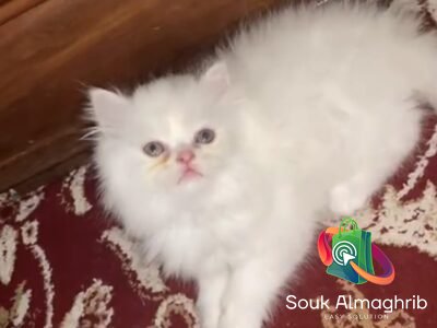 Chat persan - Chat à vendre Maroc