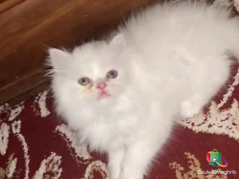 Chat persan - Chat à vendre Maroc