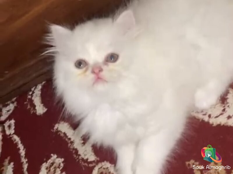 Chat persan -Chat à vendre Maroc