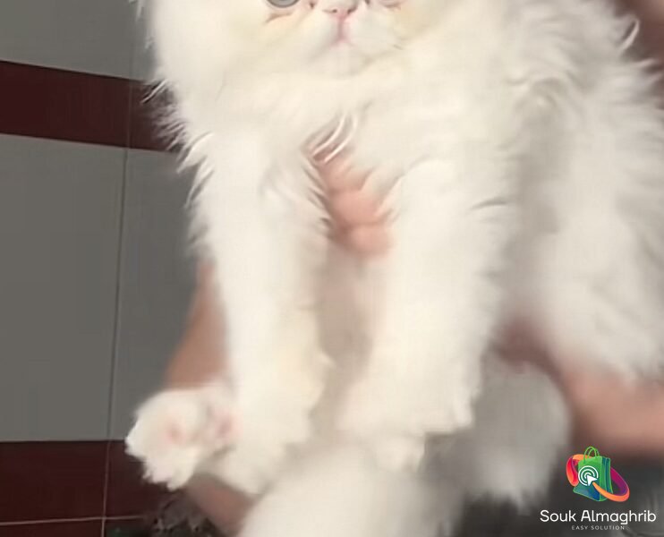 Chat persan - Chat à vendre Maroc
