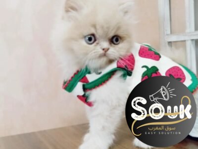 Persan chaton origine UA - chat à vendre Maroc