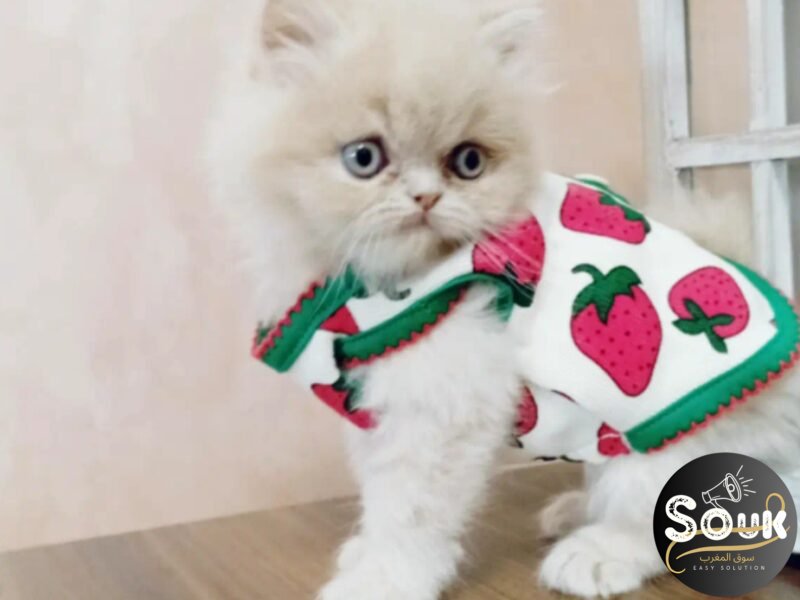 Persan chaton origine UA - chat à vendre Maroc