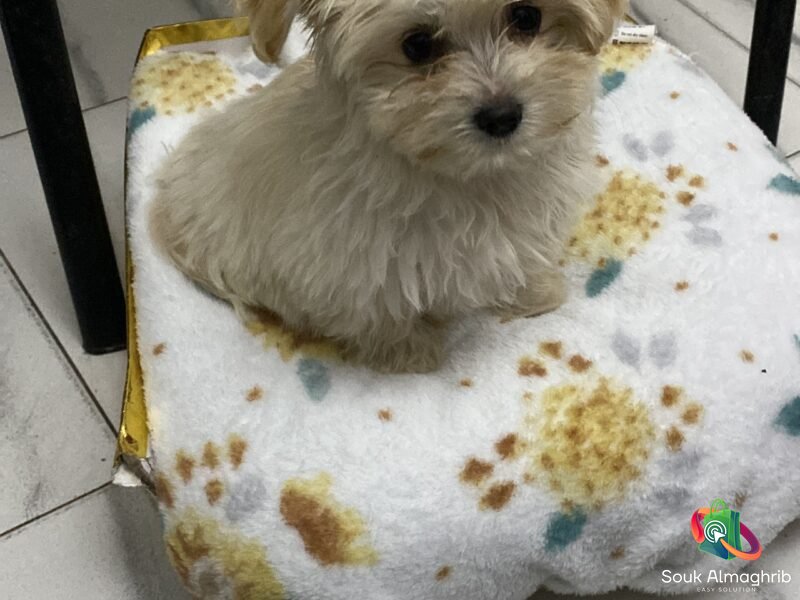 Bichon 3 mois - chien à vendre Maroc