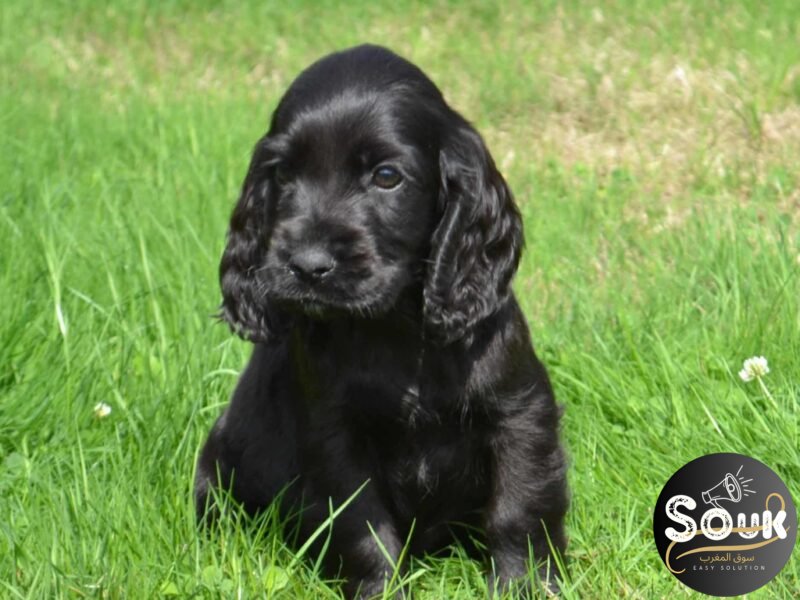 Cocker Anglais - chien à vendre Maroc