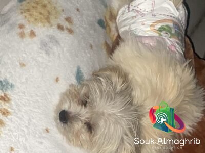 Bichon 3 mois - chien à vendre Maroc