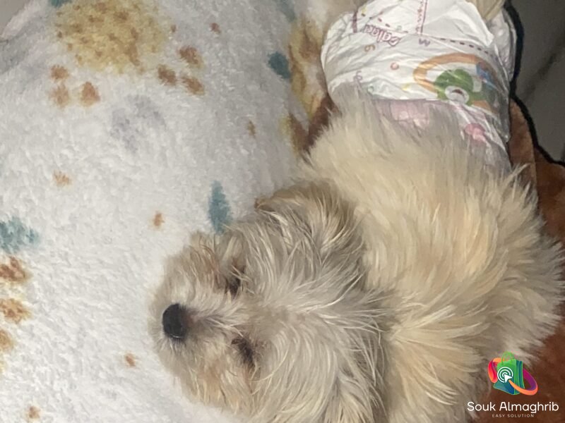 Bichon 3 mois - chien à vendre Maroc