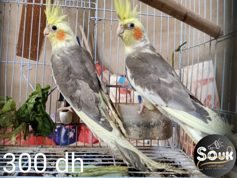 12 magnifiques oiseaux à vendre - Souk