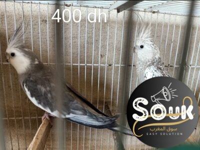 12 magnifiques oiseaux à vendre - Souk