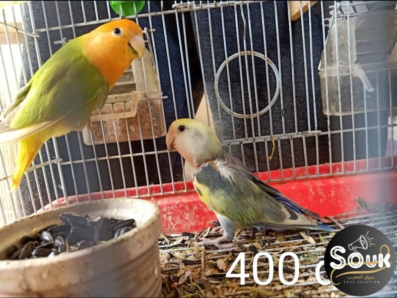 12 magnifiques oiseaux à vendre - Souk