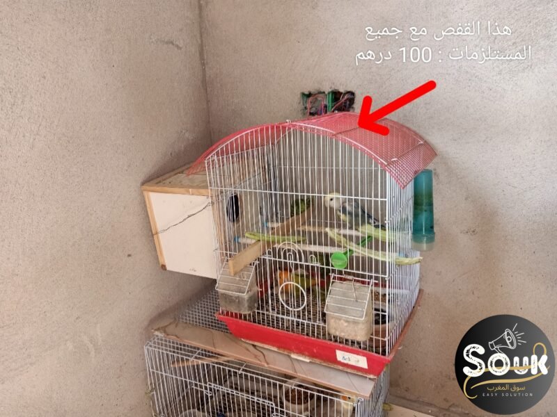 12 magnifiques oiseaux à vendre - Souk