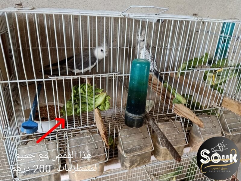 12 magnifiques oiseaux à vendre - Souk