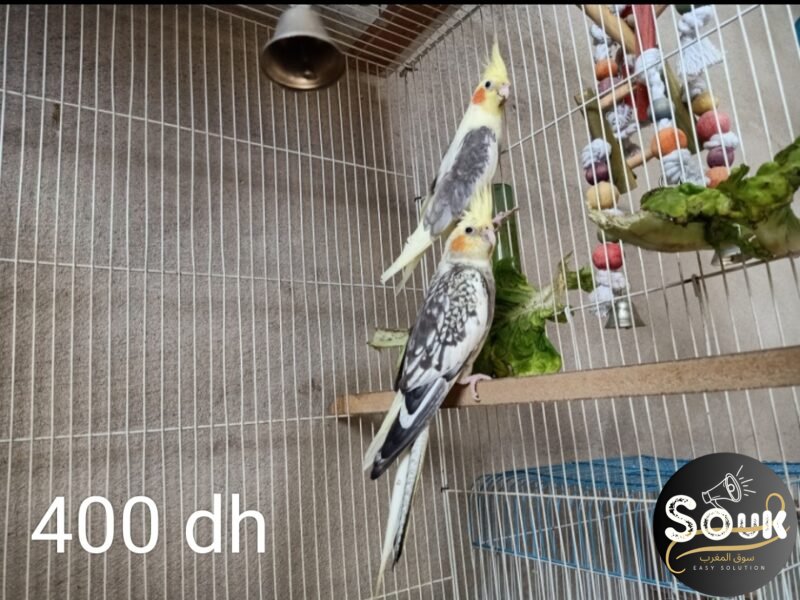 12 magnifiques oiseaux à vendre - Souk