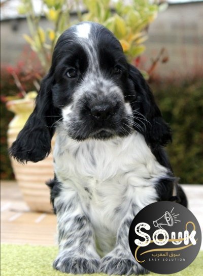 Cocker Anglais - chien à vendre Maroc