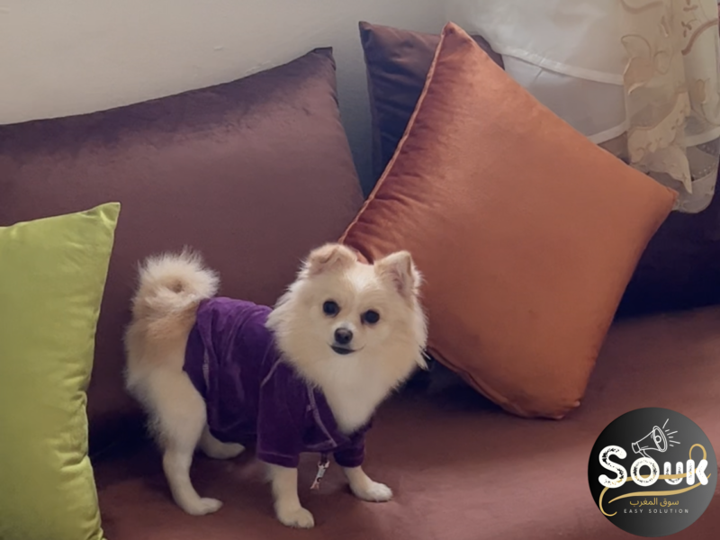 الداربيضاء دار بوعزه 6 - chien à vendre Maroc