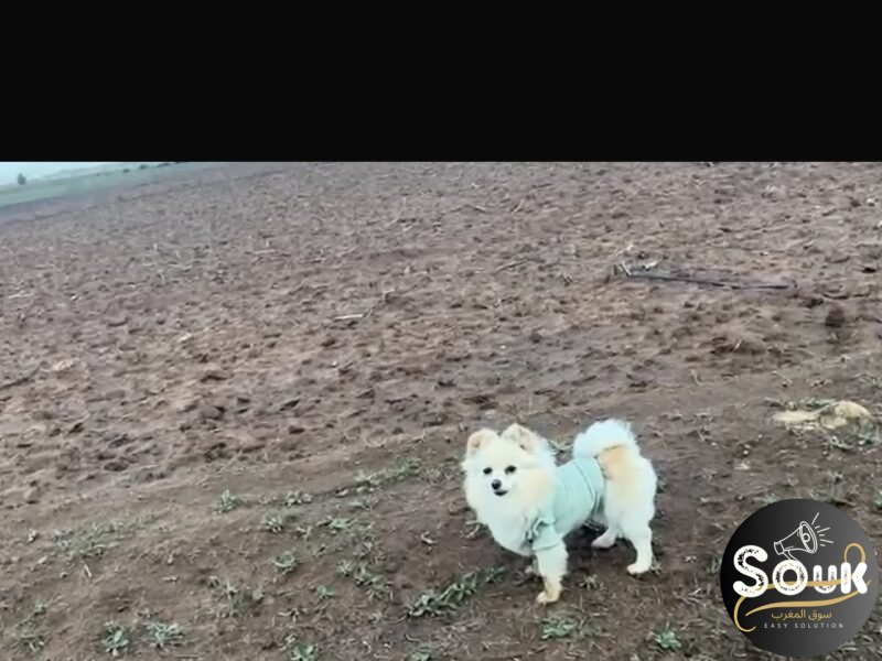 الداربيضاء دار بوعزه 6 - chien à vendre Maroc