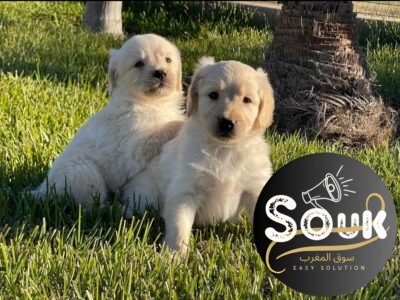 Golden retriever - Annonce Animaux Maroc