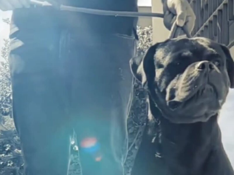 Chiots Rottweiler avec pedigree à vendre - Rottweiler Maroc