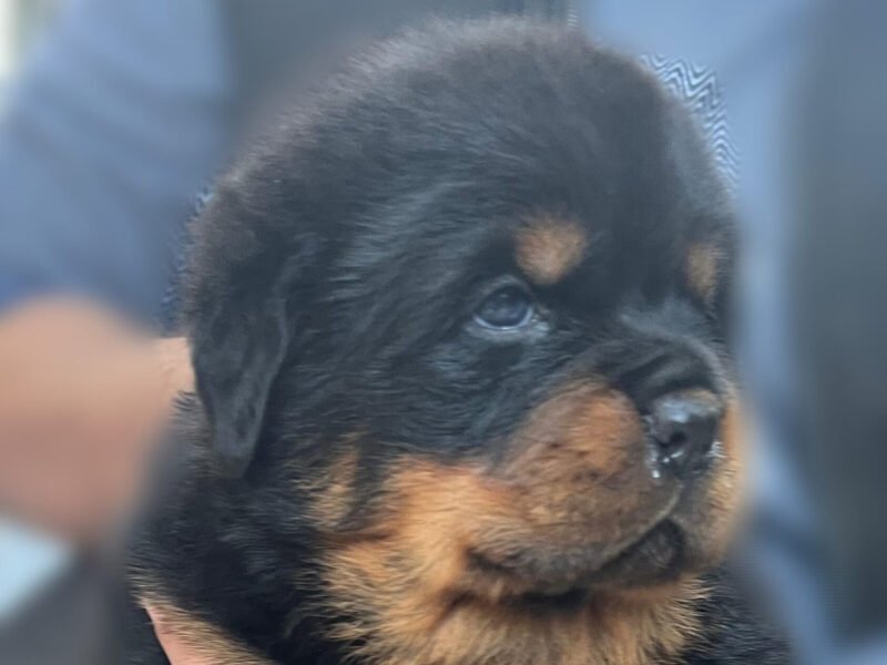 Chiots Rottweiler avec pedigree à vendre - Rottweiler Maroc