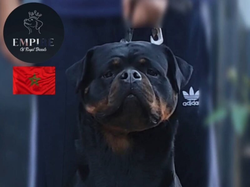 Chiots Rottweiler avec pedigree à vendre - Rottweiler Maroc