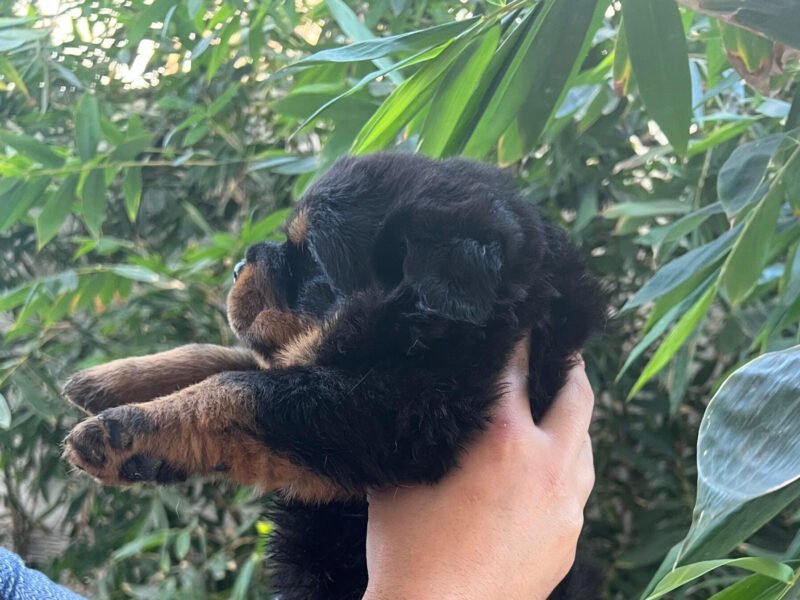 Chiots Rottweiler avec pedigree à vendre - Rottweiler Maroc