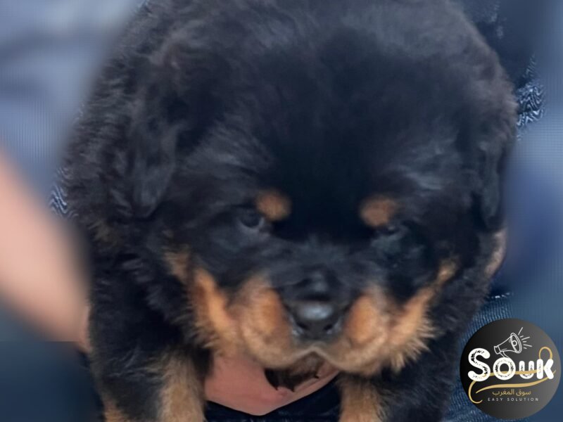 Chiots Rottweiler avec pedigree à vendre - Rottweiler Maroc
