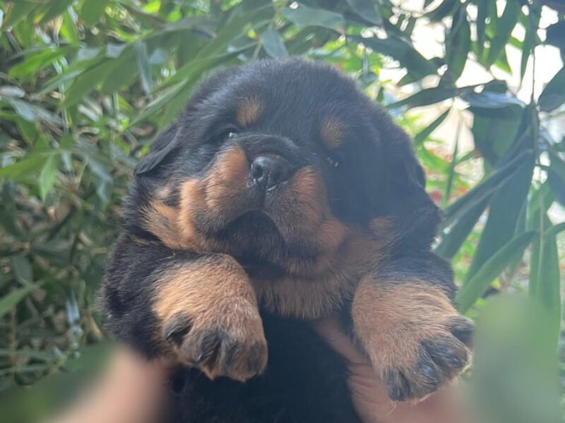 Chiots Rottweiler avec pedigree à vendre - Rottweiler Maroc