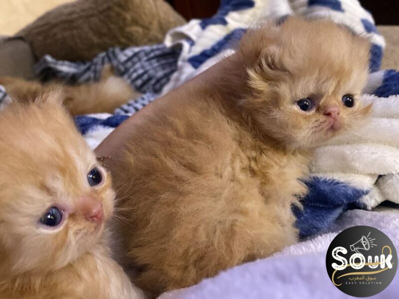 Pure race persan - Chat à vendre Maroc