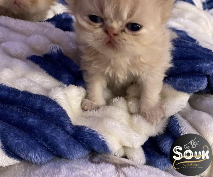 Pure race persan - Chat à vendre Maroc