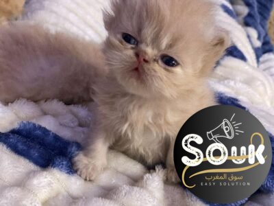 Pure race persan - Chat à vendre Maroc