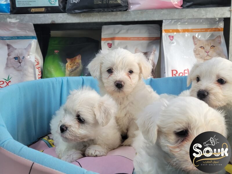 Bichon maltais - chien à vendre Maroc