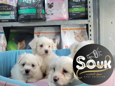 Bichon maltais - chien à vendre Maroc