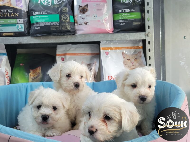 Bichon maltais - chien à vendre Maroc