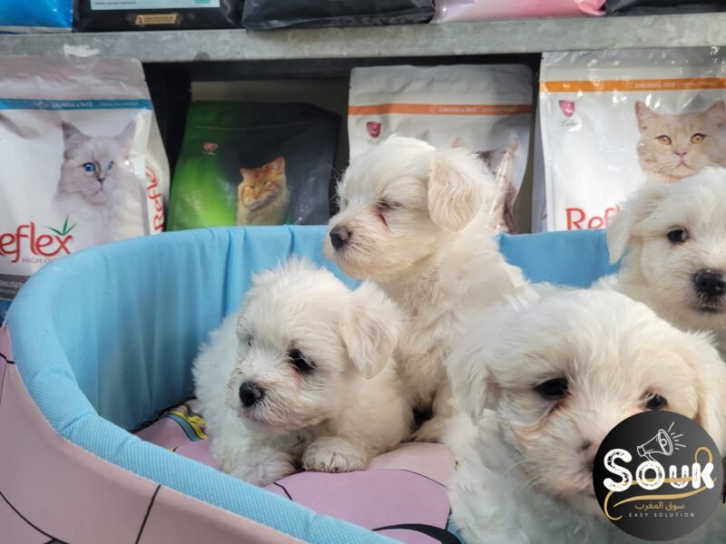 Bichon maltais - chien à vendre Maroc
