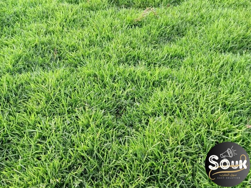 Conception et aménagements des espaces verts - سوق المغرب