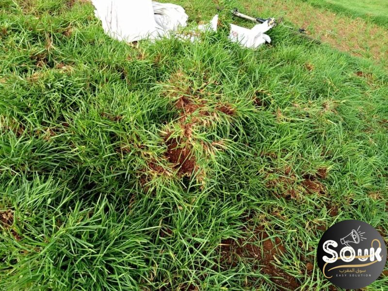 Conception et aménagements des espaces verts - سوق المغرب