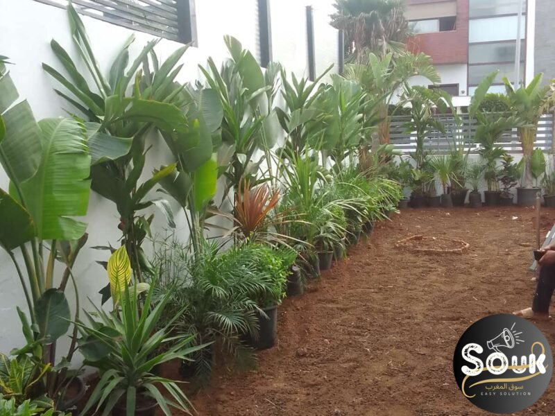 Conception et aménagements des espaces verts - سوق المغرب