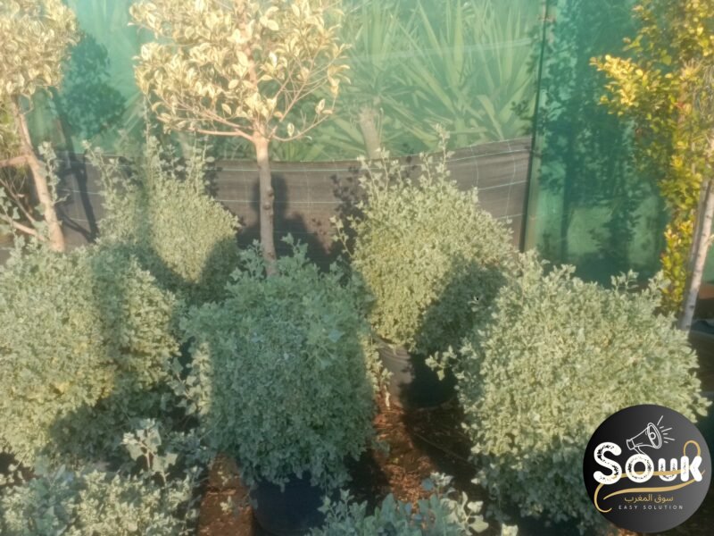 Conception et aménagements des espaces verts - سوق المغرب