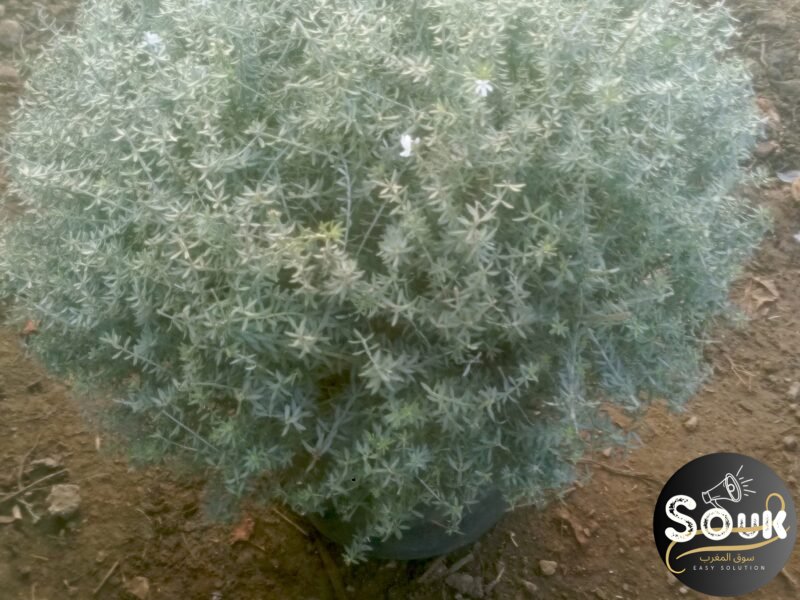 Conception et aménagements des espaces verts - سوق المغرب