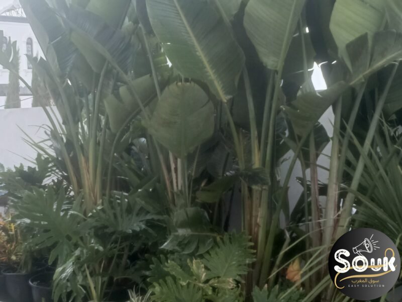 Conception et aménagements des espaces verts - سوق المغرب