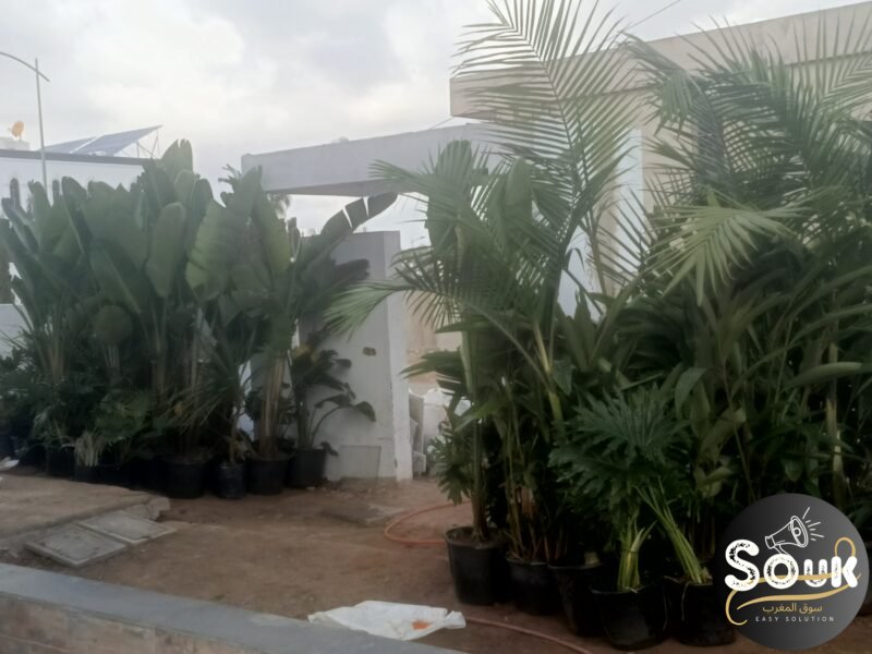 Conception et aménagements des espaces verts - سوق المغرب